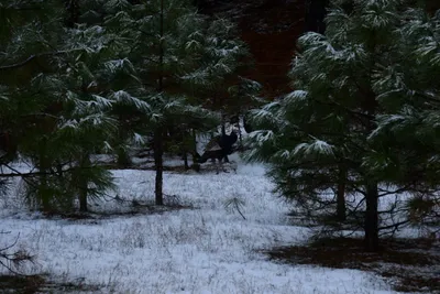 DSC_0811 (Large).JPG